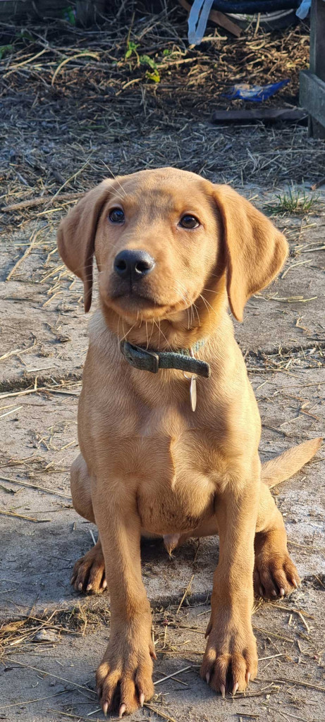 Zeppie - Pre-trained Red Labrador For Sale | Vislor